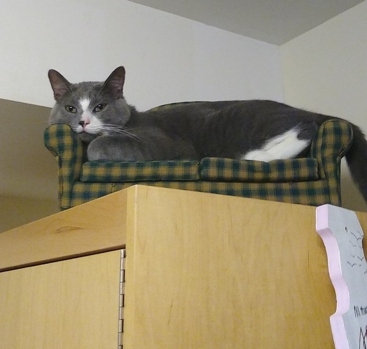 20+ тварин, які знають, як ефектно зайняти будь-яке місце (І у вашому серці теж)