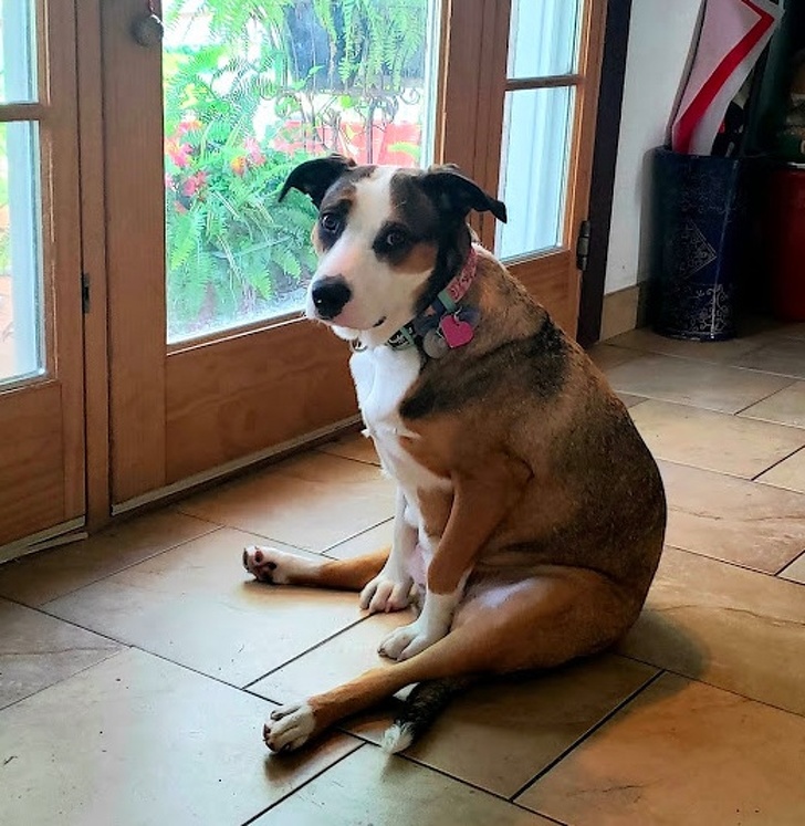 20+ тварин, які знають, як ефектно зайняти будь-яке місце (І у вашому серці теж)