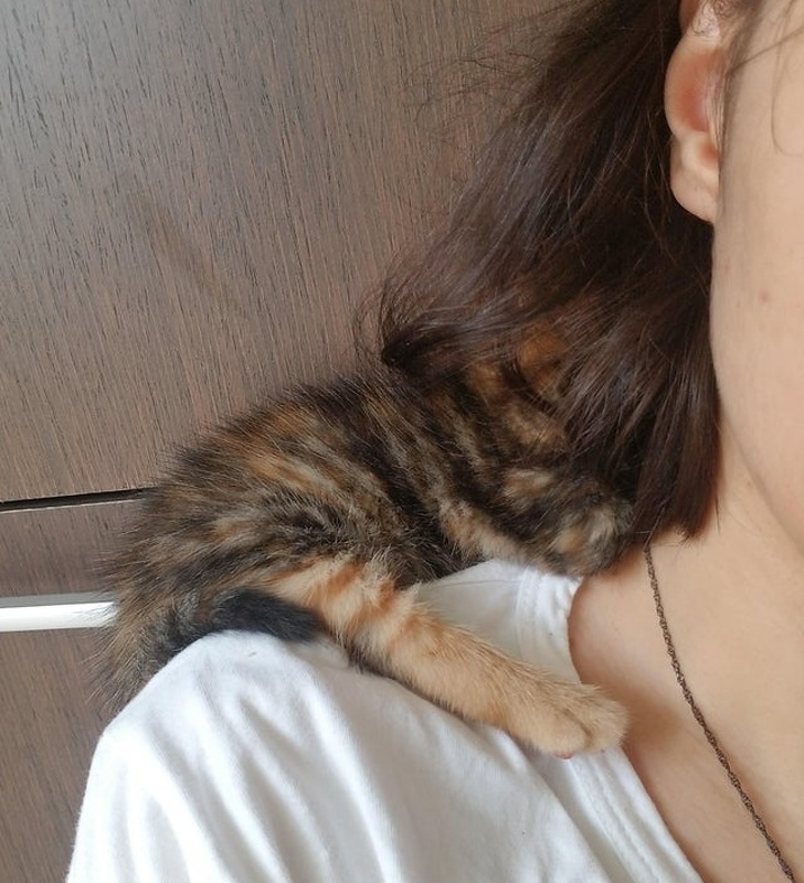 20+ тварин, які знають, як ефектно зайняти будь-яке місце (І у вашому серці теж)