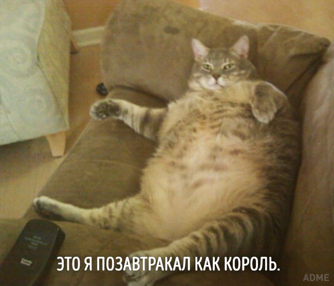 20 тварин, які зовсім як я