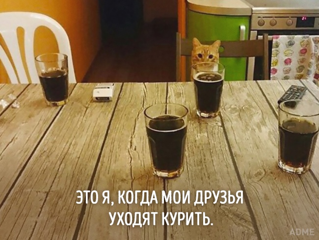 20 тварин, які зовсім як я