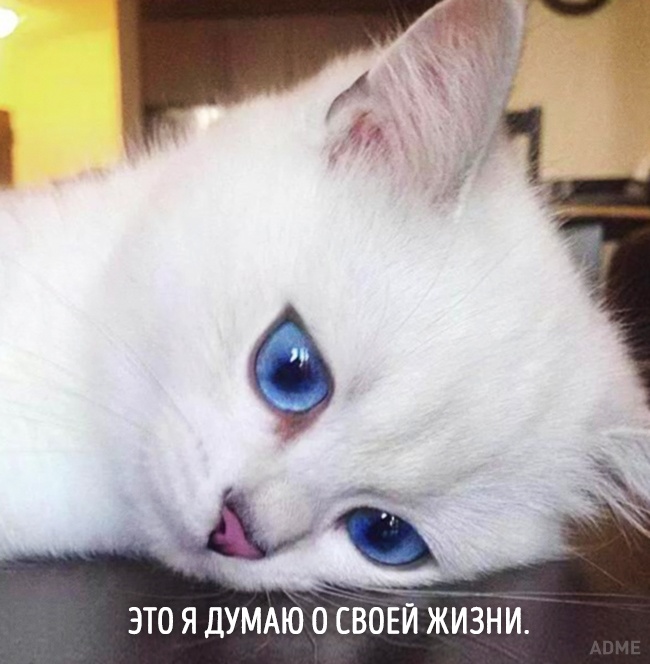 20 тварин, які зовсім як я