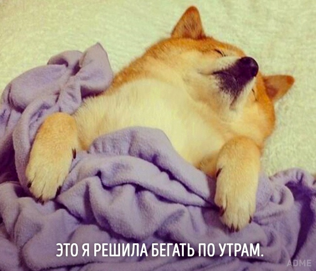 20 тварин, які зовсім як я