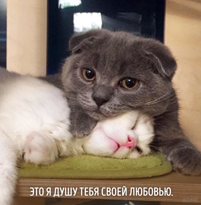 20 тварин, які зовсім як я