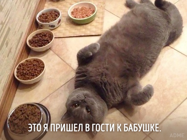 20 тварин, які зовсім як я