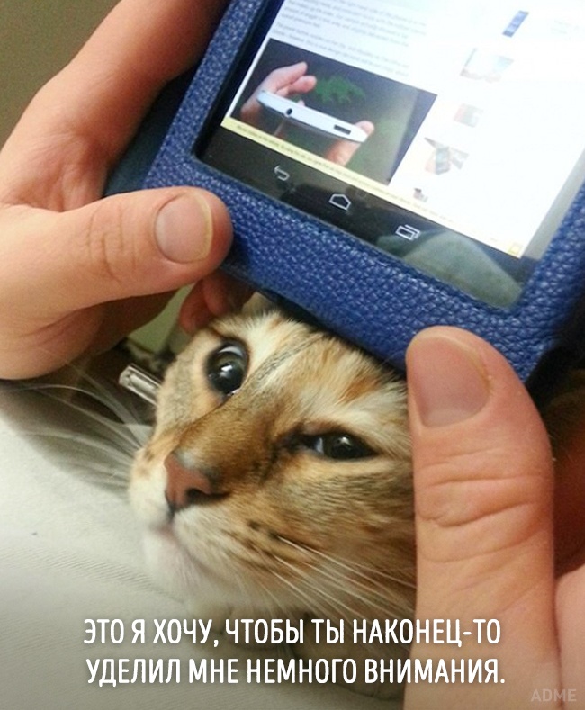 20 тварин, які зовсім як я