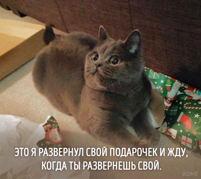 20 тварин, які зовсім як я