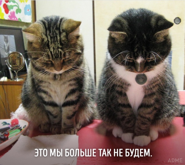 20 тварин, які зовсім як я