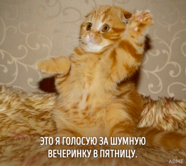 20 тварин, які зовсім як я