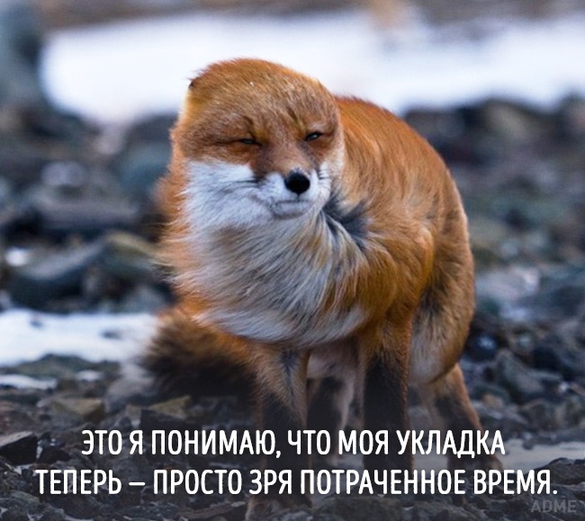 20 тварин, які зовсім як я