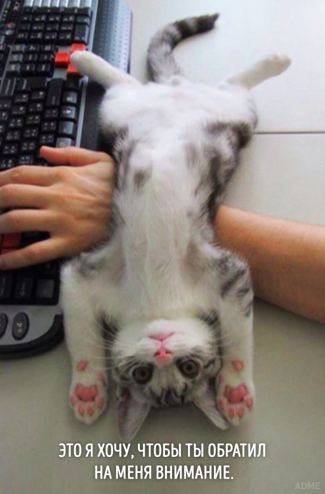 20 тварин, які зовсім як я