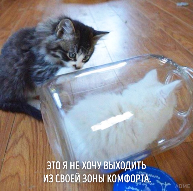 20 тварин, які зовсім як я