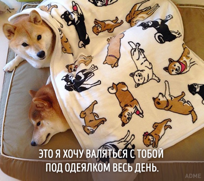 20 тварин, які зовсім як я