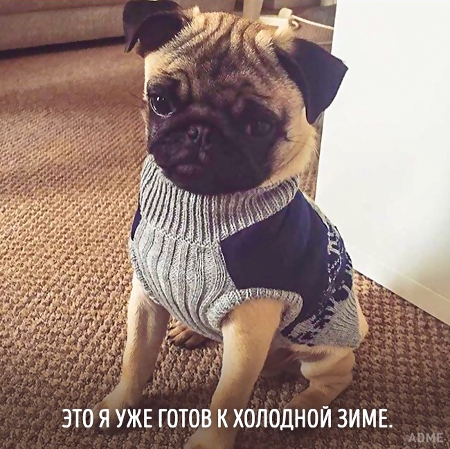 20 тварин, які зовсім як я