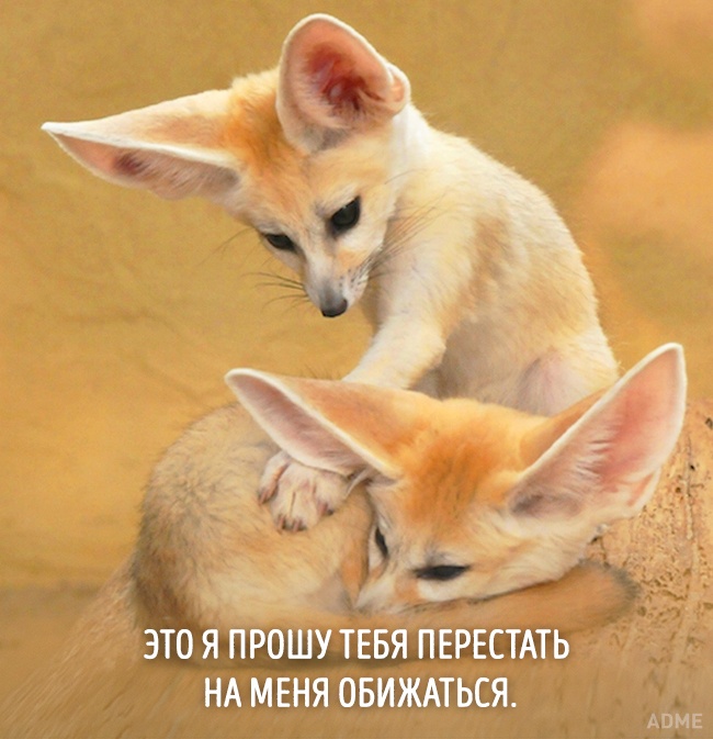 20 тварин, які зовсім як я