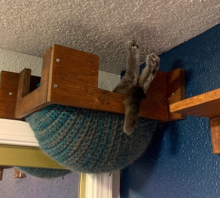 20+ тварин, яких так і хочеться схопити на ручки і ніколи не відпускати