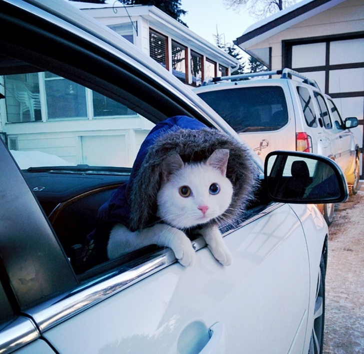 20+ тварин, яких так і хочеться схопити на ручки і ніколи не відпускати