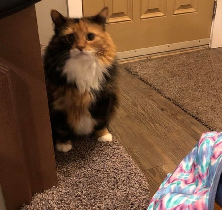 20+ тварин, яких так і хочеться схопити на ручки і ніколи не відпускати