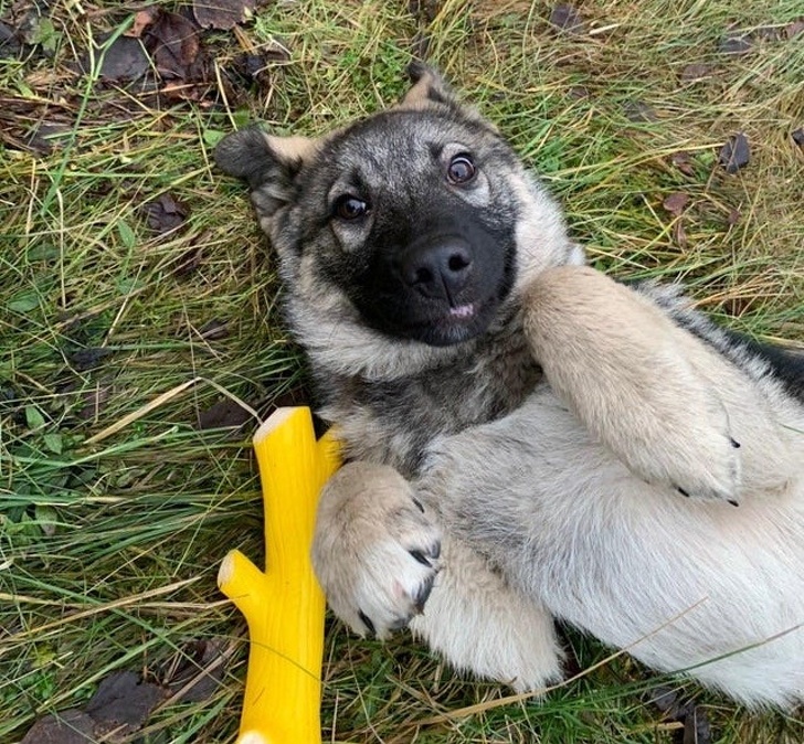 20+ тварин, яких так і хочеться схопити на ручки і ніколи не відпускати