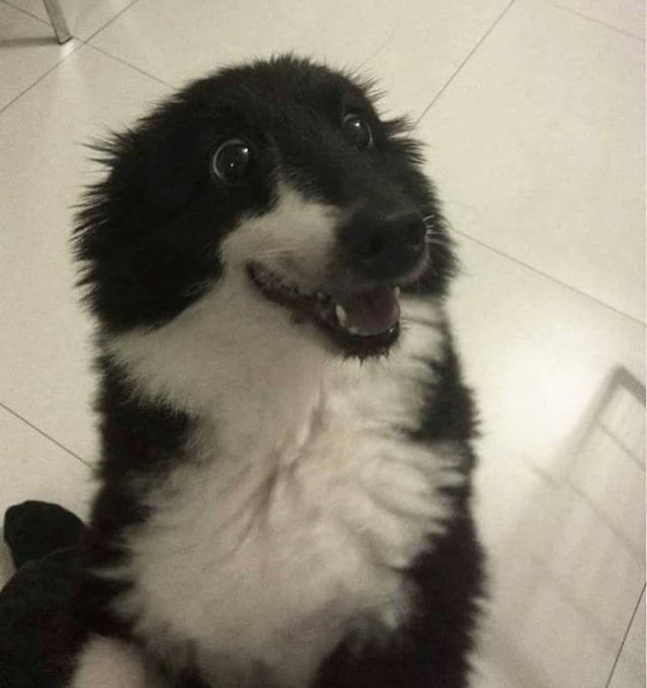 20+ тварин, яких так і хочеться схопити на ручки і ніколи не відпускати