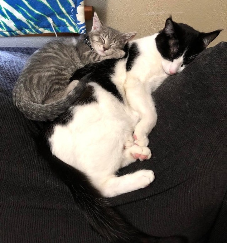 20+ тварин, яких так і хочеться схопити на ручки і ніколи не відпускати