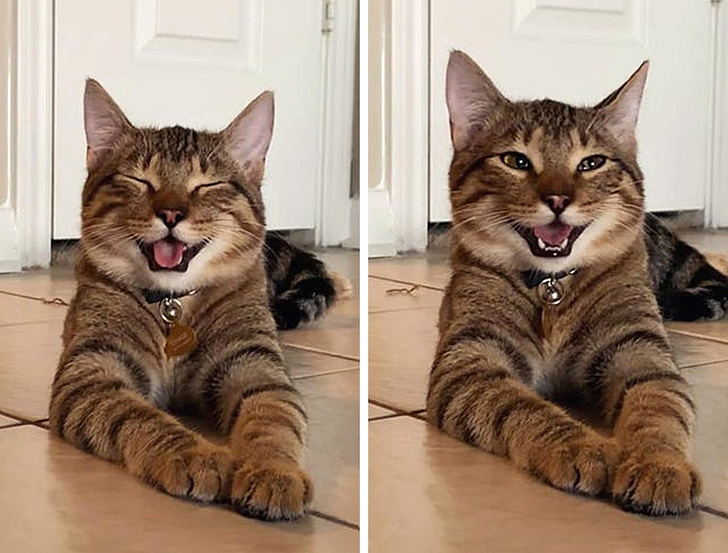 20+ тварин, яких так і хочеться схопити на ручки і ніколи не відпускати