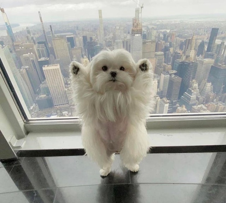 20+ тварин, яких так і хочеться схопити на ручки і ніколи не відпускати