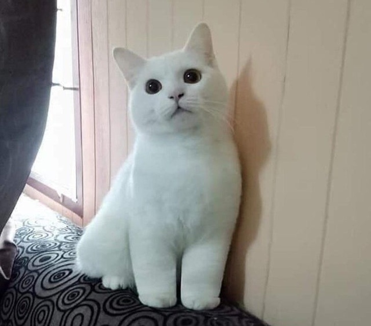 20+ тварин, яких так і хочеться схопити на ручки і ніколи не відпускати