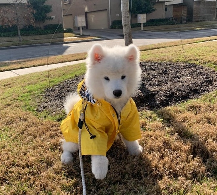 20+ тварин, яких так і хочеться схопити на ручки і ніколи не відпускати