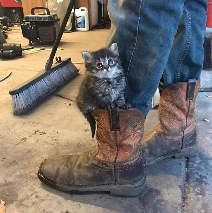 20+ тварин, яких так і хочеться схопити на ручки і ніколи не відпускати