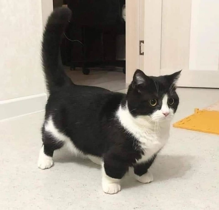 20+ тварин, яких так і хочеться схопити на ручки і ніколи не відпускати