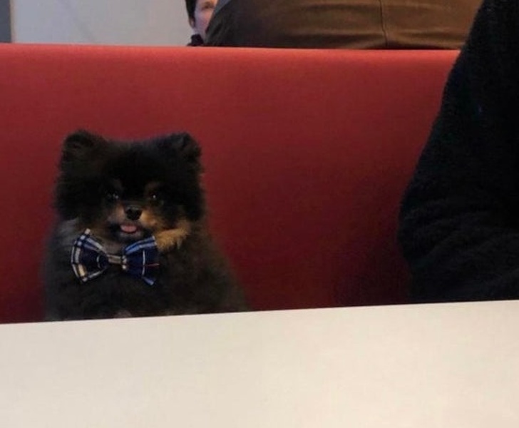 20+ тварин, яких так і хочеться схопити на ручки і ніколи не відпускати