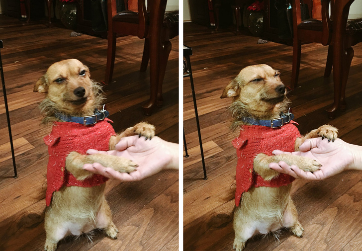 20 тварин, яким не знайоме поняття «особистий простір»