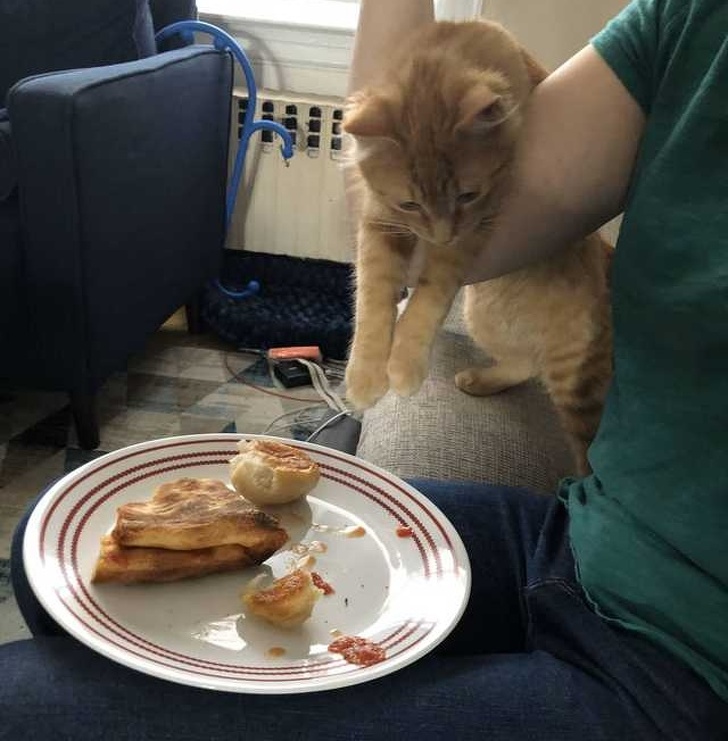 20 тварин, яким не знайоме поняття «особистий простір»