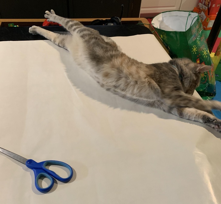 20 тварин, яким не знайоме поняття «особистий простір»