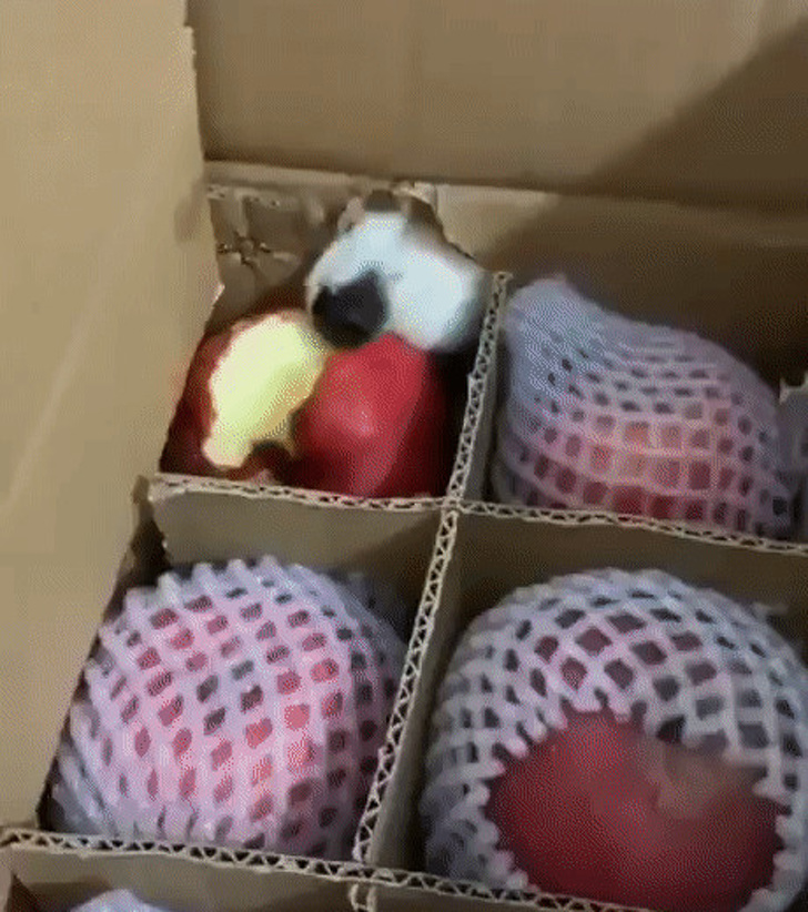 20 тварин, яким не знайоме поняття «особистий простір»