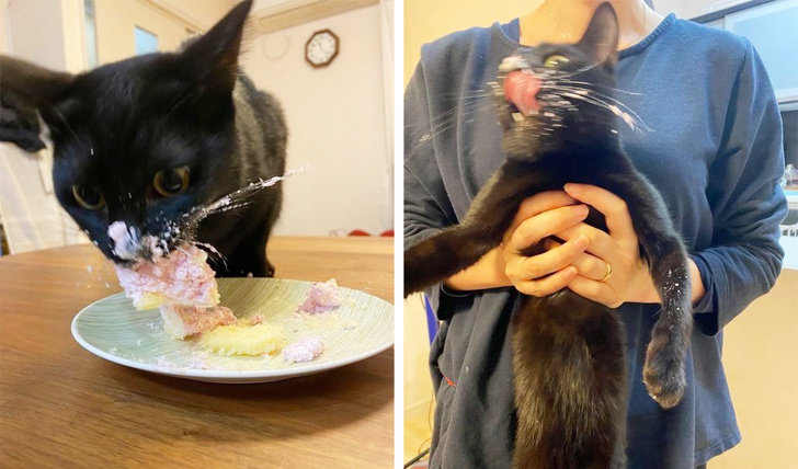 20 тварин, яким не знайоме поняття «особистий простір»