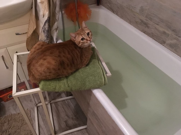 20 тварин, яким не знайоме поняття «особистий простір»