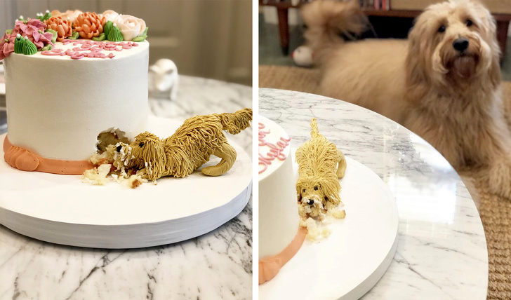 20 тварин, яким не знайоме поняття «особистий простір»