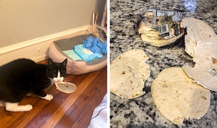 20 тварин, яким не знайоме поняття «особистий простір»