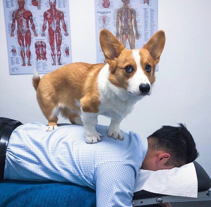 20 тварин, яким не знайоме поняття «особистий простір»