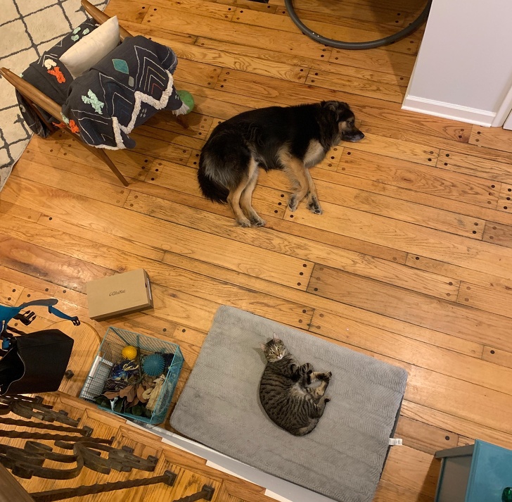 20 тварин, яким не знайоме поняття «особистий простір»