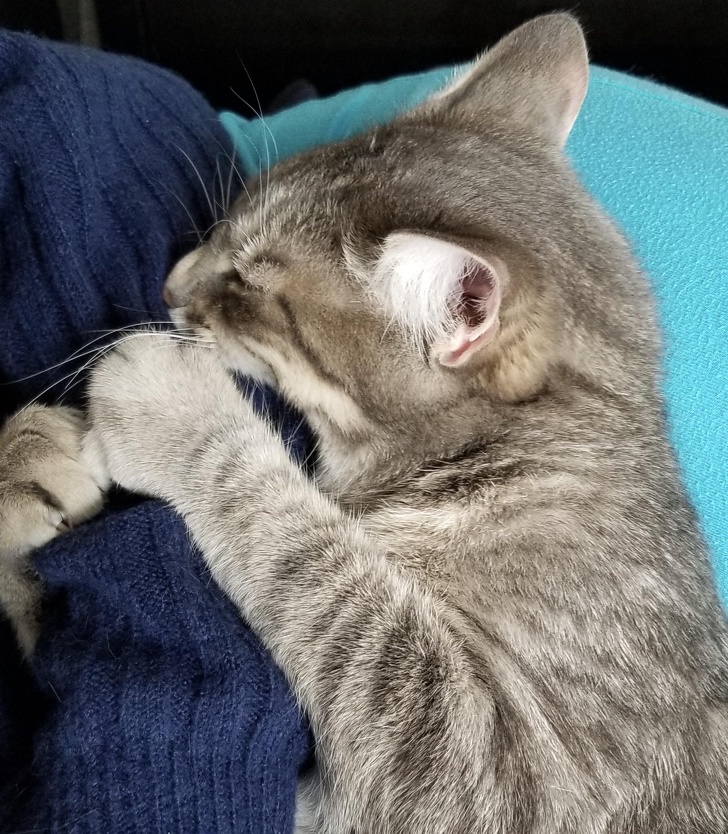 20 тварин, яким не знайоме поняття «особистий простір»