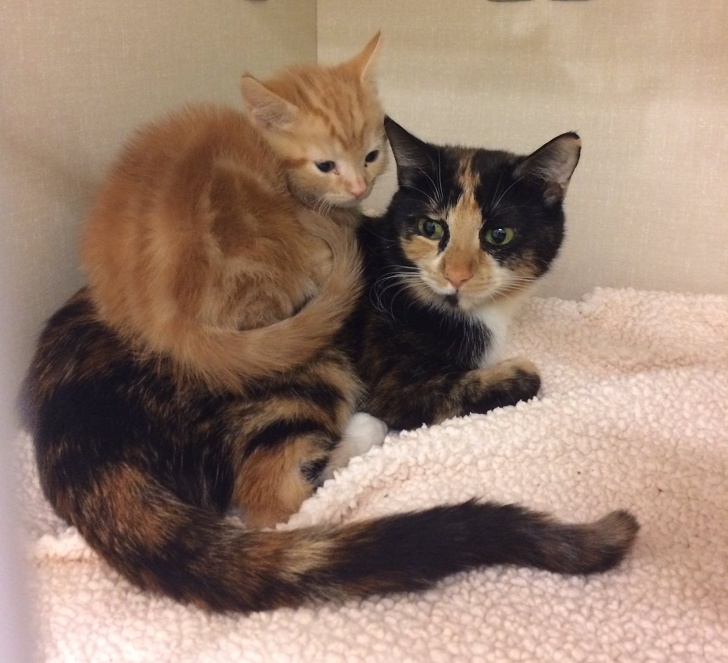 20 тварин, яким не знайоме поняття «особистий простір»