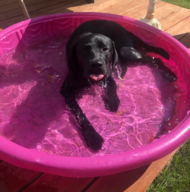 20+ тварин, заради яких господарі готові на все