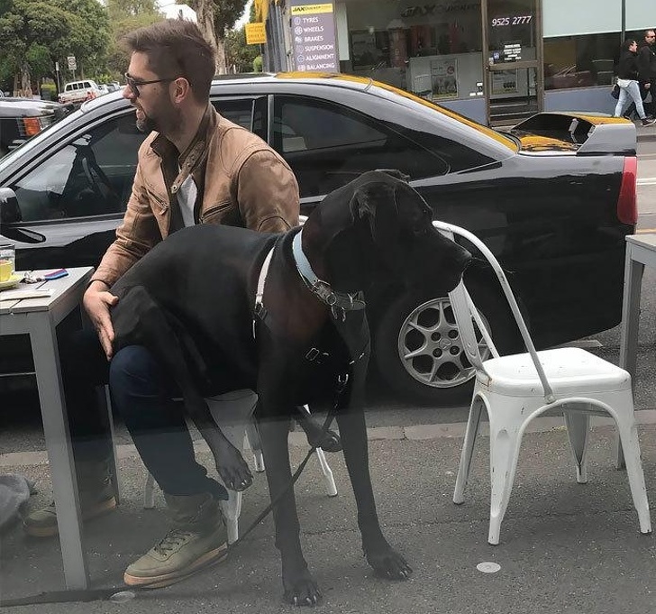 20+ тварин, заради яких господарі готові на все