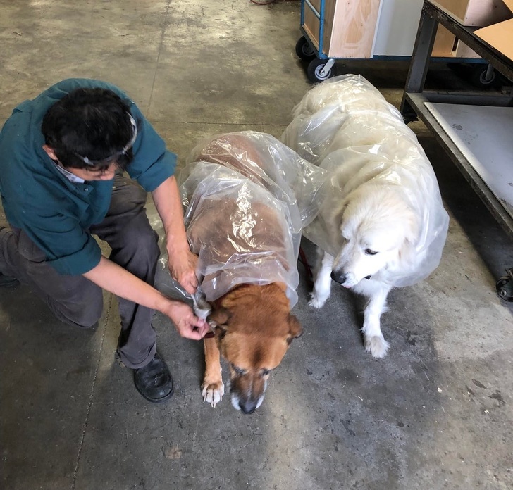 20+ тварин, заради яких господарі готові на все