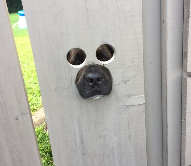 20+ тварин, заради яких господарі готові на все