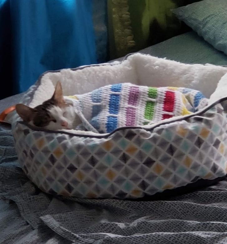 20+ тварин, заради яких господарі готові на все