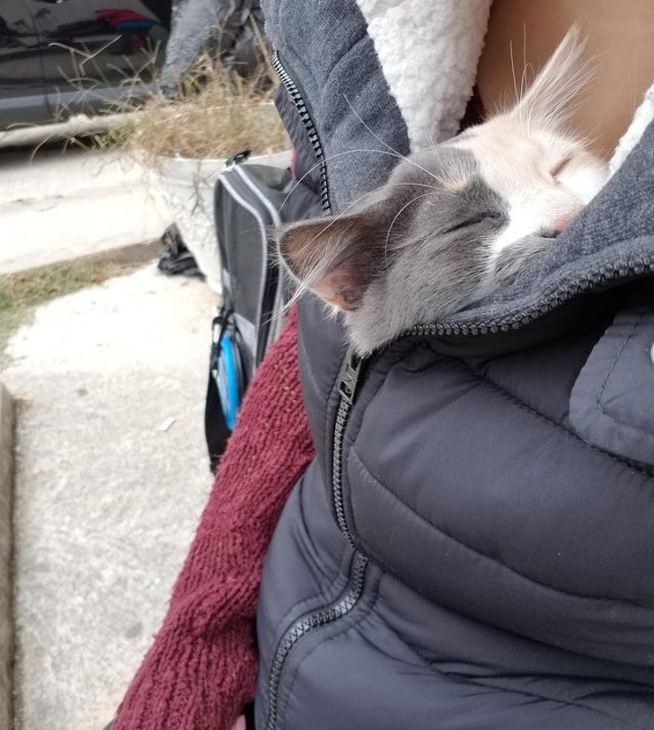 20+ тварин, заради яких господарі готові на все